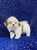 Tommy, a female Shih Tzu for sale in Lehigh Acres, FL – Photo 5 of 10