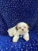 Tommy, a female Shih Tzu for sale in Lehigh Acres, FL – Photo 7 of 10
