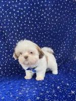 Tommy, a female Shih Tzu for sale in Lehigh Acres, FL – Photo 10 of 10