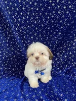 Tommy, a female Shih Tzu for sale in Lehigh Acres, FL – Photo 8 of 10