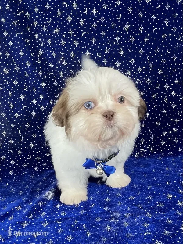 Tommy – Shih Tzu puppy for sale in Lehigh Acres, FL