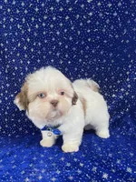 Tommy, a female Shih Tzu for sale in Lehigh Acres, FL – Photo 4 of 10