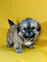 Chester, a male Shih Tzu for sale in Lehigh Acres, FL – 7 of 7