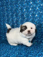 Cash, a male Shih Tzu for sale in Lehigh Acres, FL – 5 of 8