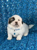 Cash, a male Shih Tzu for sale in Lehigh Acres, FL – 7 of 8