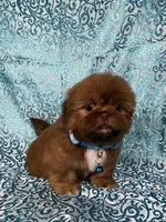 Teddy, a male Shih Tzu for sale in Lehigh Acres, FL – 5 of 7
