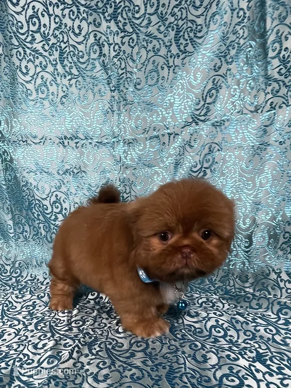 Teddy – Shih Tzu puppy for sale in Lehigh Acres, FL