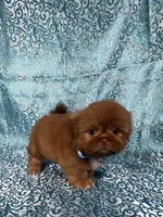 Teddy, a male Shih Tzu for sale in Lehigh Acres, FL – 1 of 7