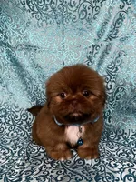 Teddy, a male Shih Tzu for sale in Lehigh Acres, FL – 7 of 7
