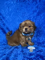 Luis, a male Shih Tzu for sale in Lehigh Acres, FL – 9 of 10