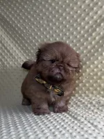 Teddy-Hold, a male Shih Tzu for sale in Lehigh Acres, FL – 4 of 10