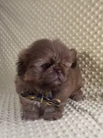 Teddy-Hold, a male Shih Tzu for sale in Lehigh Acres, FL – 10 of 10