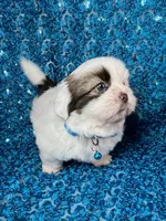 Cash, a male Shih Tzu for sale in Lehigh Acres, FL – 2 of 8