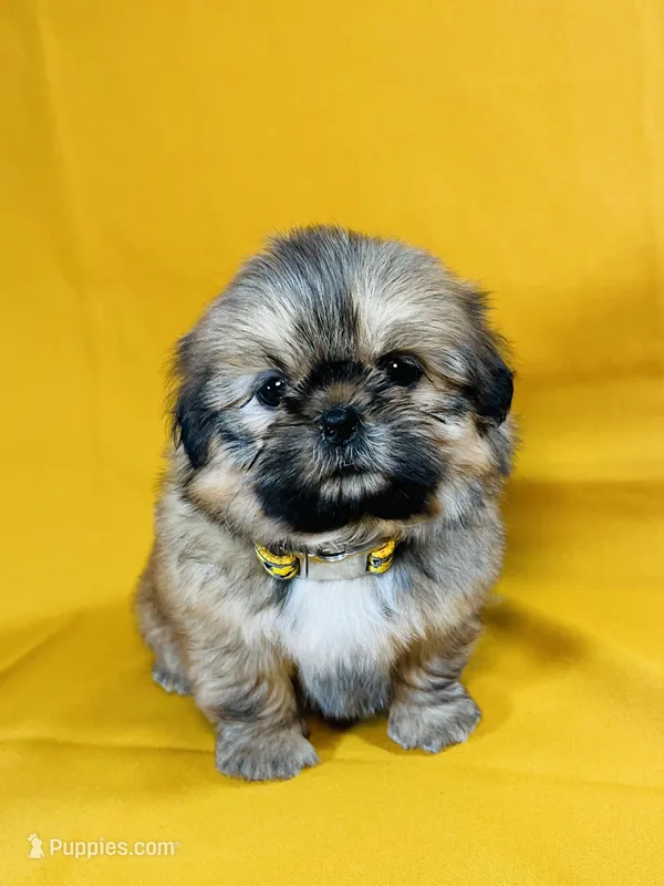 Chester – Shih Tzu puppy for sale in Lehigh Acres, FL