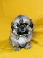 Chester, a male Shih Tzu for sale in Lehigh Acres, FL – 1 of 7