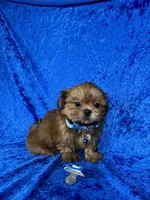 Luis, a male Shih Tzu for sale in Lehigh Acres, FL – 8 of 10