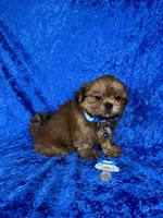 Luis, a male Shih Tzu for sale in Lehigh Acres, FL – 3 of 10