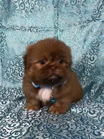 Teddy, a male Shih Tzu for sale in Lehigh Acres, FL – 6 of 7
