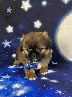 Luis, a male Shih Tzu for sale in Lehigh Acres, FL – 10 of 10