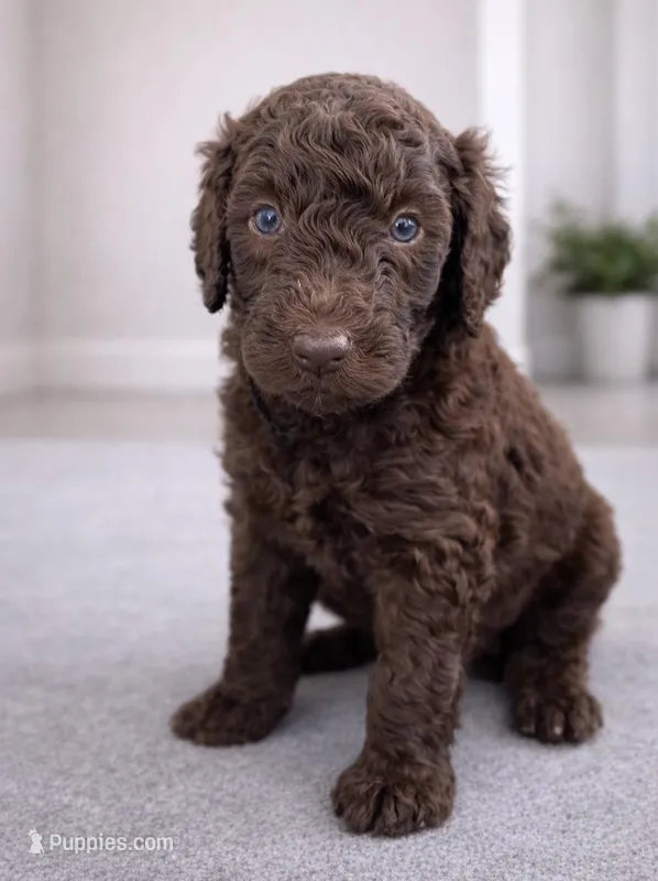 Hank – Goldendoodle puppy for sale in Palm City, FL