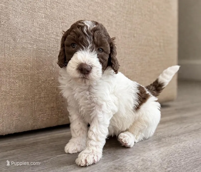 Patsy – Goldendoodle puppy for sale in Palm City, FL