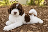 Patsy, a female Goldendoodle for sale in Palm City, FL – 2 of 3