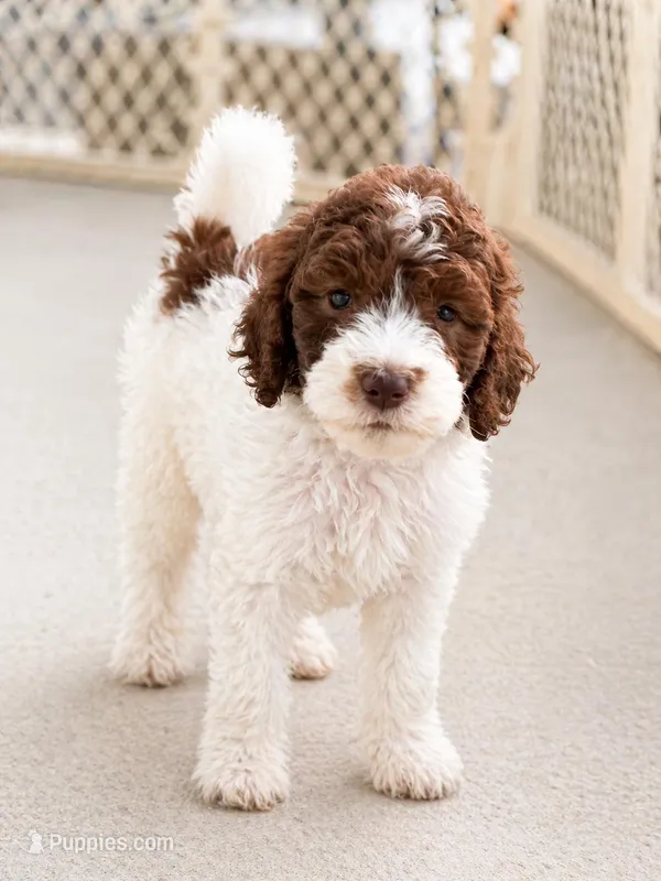 Patsy – Goldendoodle puppy for sale in Palm City, FL