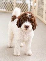 Patsy, a female Goldendoodle for sale in Palm City, FL – 1 of 3