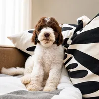 Patsy, a female Goldendoodle for sale in Palm City, FL – 3 of 3