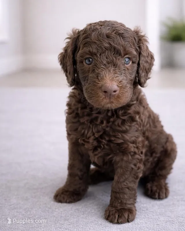 Loretta – Goldendoodle puppy for sale in Palm City, FL