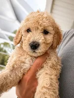 Primrose, a female Goldendoodle for sale in Palm City, FL – Photo 2 of 3