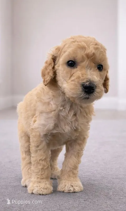 Wynona – Goldendoodle puppy for sale in Palm City, FL