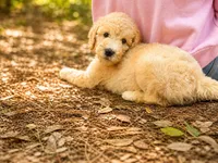 Primrose, a female Goldendoodle for sale in Palm City, FL – Photo 3 of 3