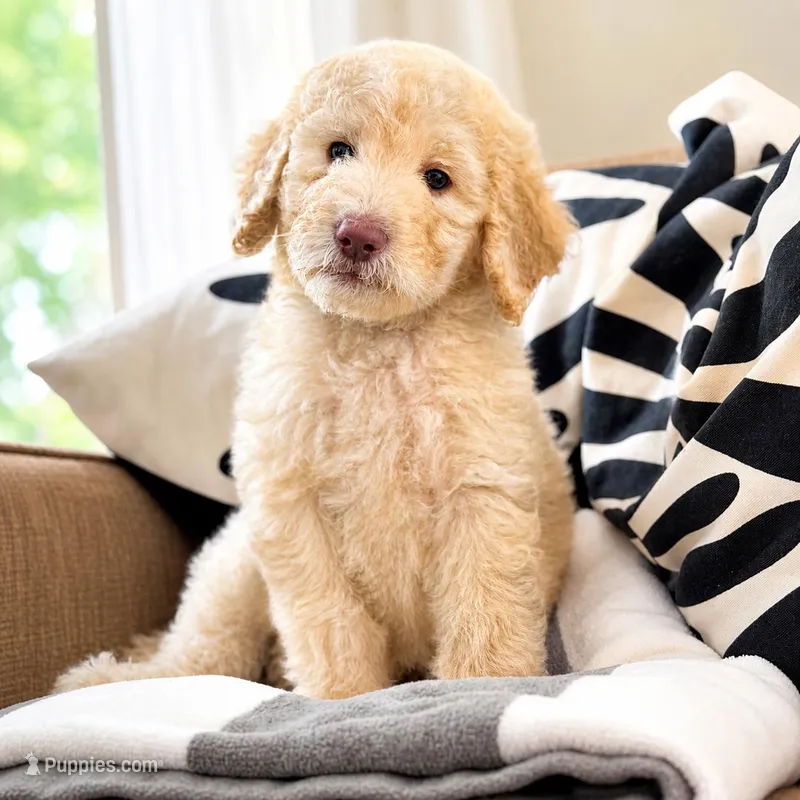 Peta – Goldendoodle puppy for sale in Palm City, FL
