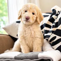 Peta, a male Goldendoodle for sale in Palm City, FL – Photo 1 of 4