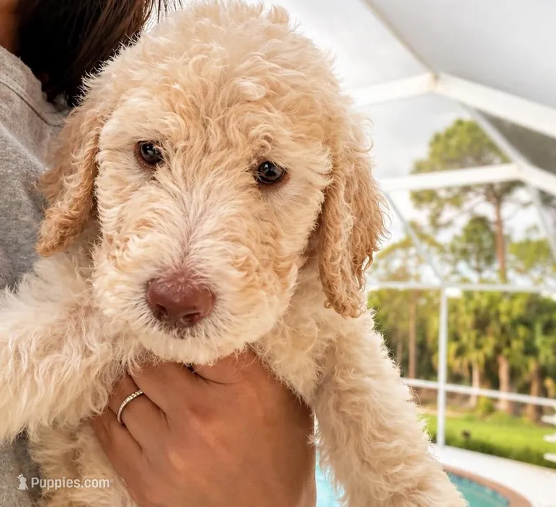 Waylon – Goldendoodle puppy for sale in Palm City, FL