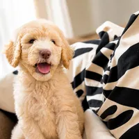 Peta, a male Goldendoodle for sale in Palm City, FL – Photo 2 of 4