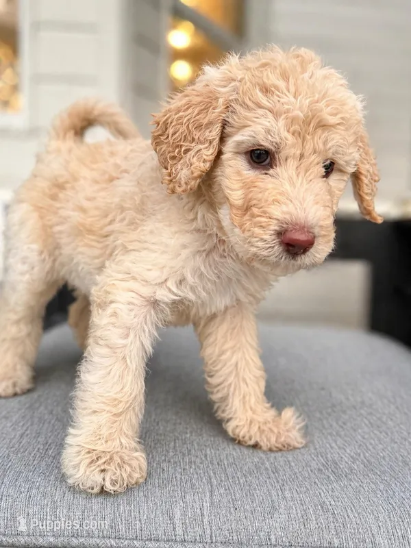 Waylon – Goldendoodle puppy for sale in Palm City, FL