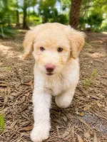 Peta, a male Goldendoodle for sale in Palm City, FL – Photo 4 of 4