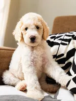 Glimmer, a female Goldendoodle for sale in Palm City, FL – Photo 2 of 2