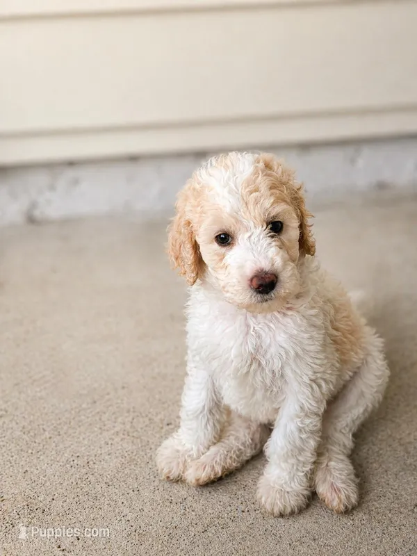 Emmylou – Goldendoodle puppy for sale in Palm City, FL