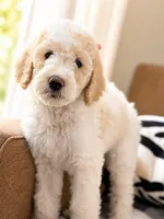 Glimmer, a female Goldendoodle for sale in Palm City, FL – Photo 1 of 2