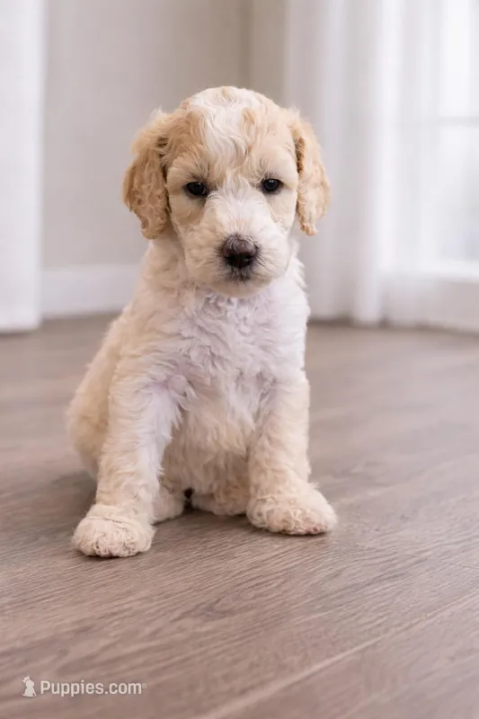 Emmylou – Goldendoodle puppy for sale in Palm City, FL