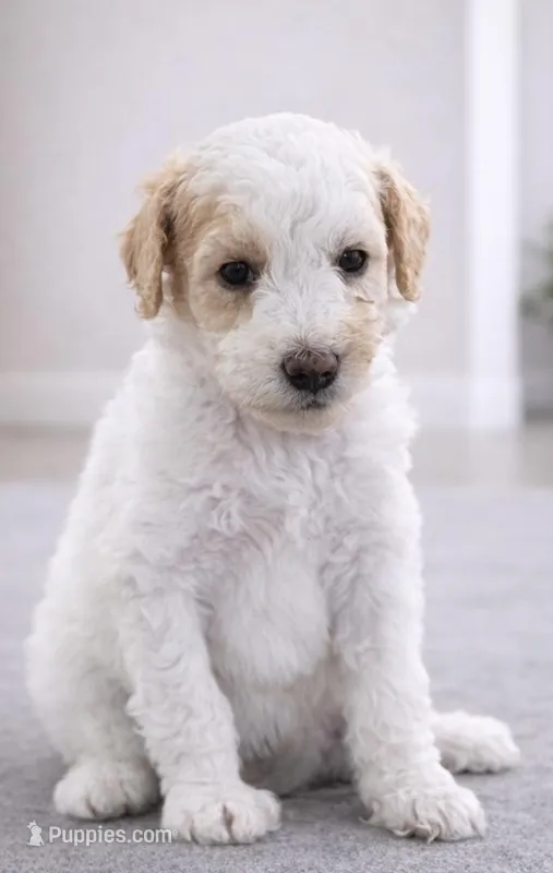 Dolly – Goldendoodle puppy for sale in Palm City, FL