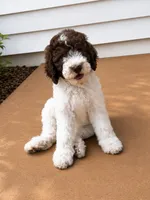 Fiona, a female Goldendoodle for sale in Palm City, FL – 1 of 2
