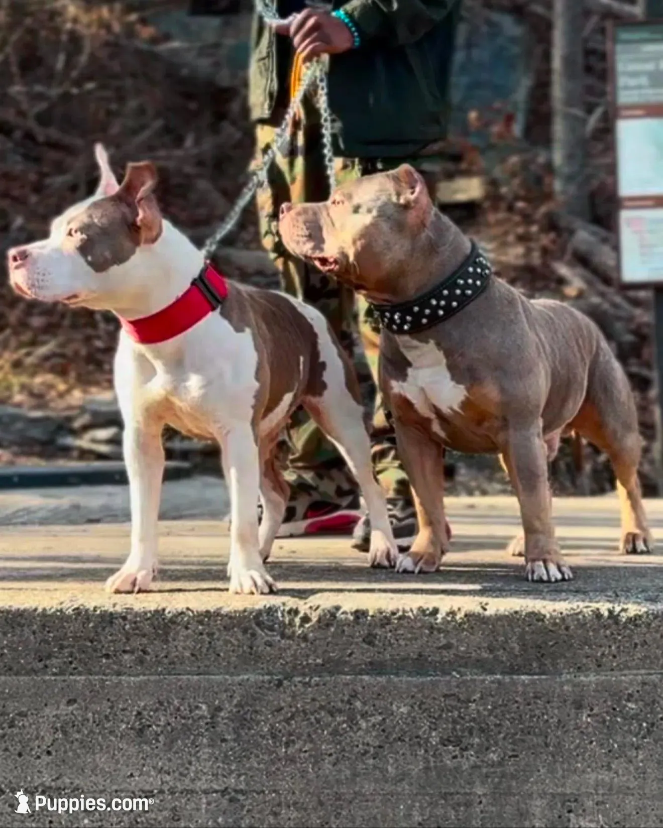 Tug, a male American Bully for sale in Baltimore Highlands, MD – Photo 9 of 9