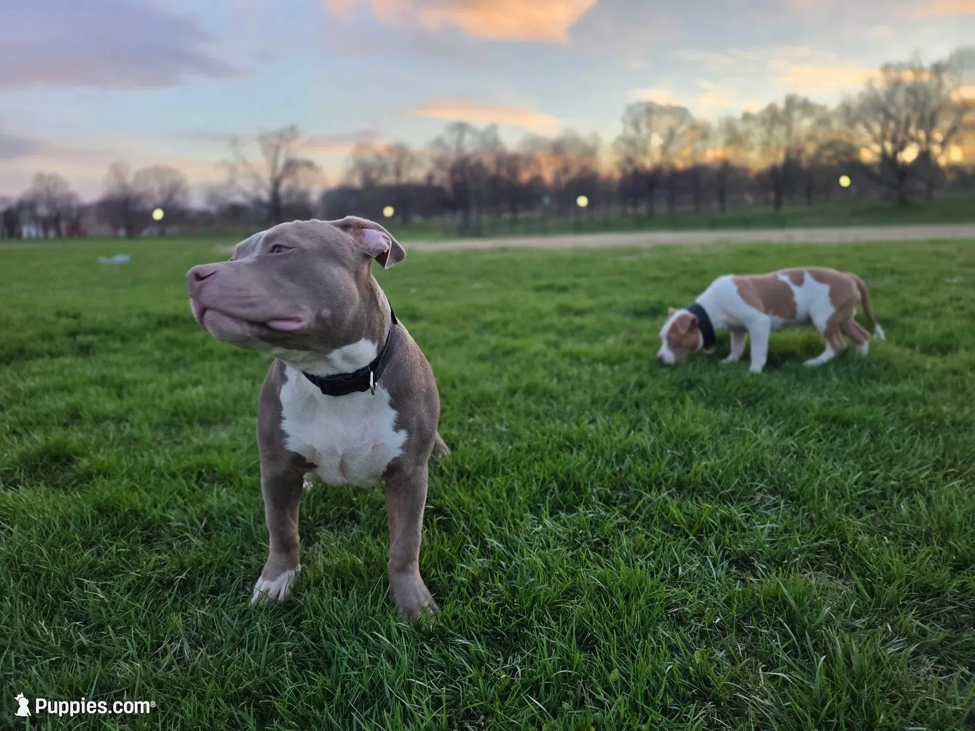 Tug, a male American Bully for sale in Baltimore Highlands, MD – Photo 5 of 9