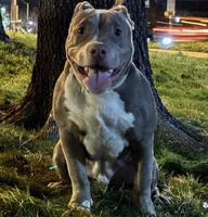 Tug, a male American Bully for sale in Baltimore Highlands, MD – Photo 2 of 9