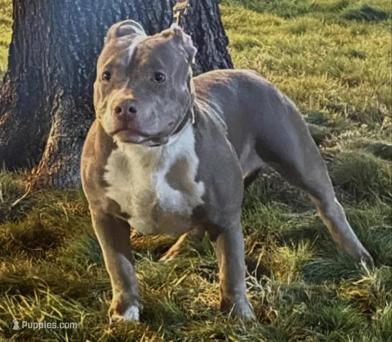 Tug – American Bully puppy for sale in Baltimore Highlands, MD