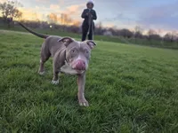 Tug, a male American Bully for sale in Baltimore Highlands, MD – Photo 8 of 9